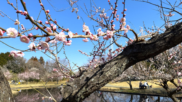 【小田原市 – 小田原フラワーガーデンレポート】関東屈指の品種数を誇る梅まつり
